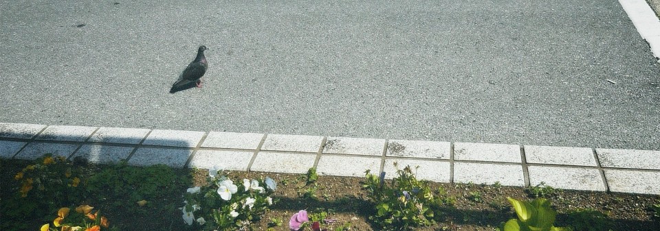 アポトーシス灯台船